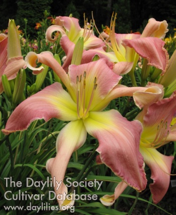 Daylily Girls Club